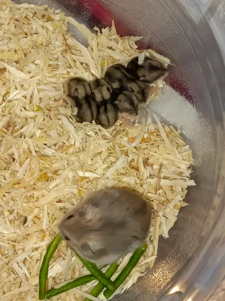 Hamster winter tiger 1 bulan