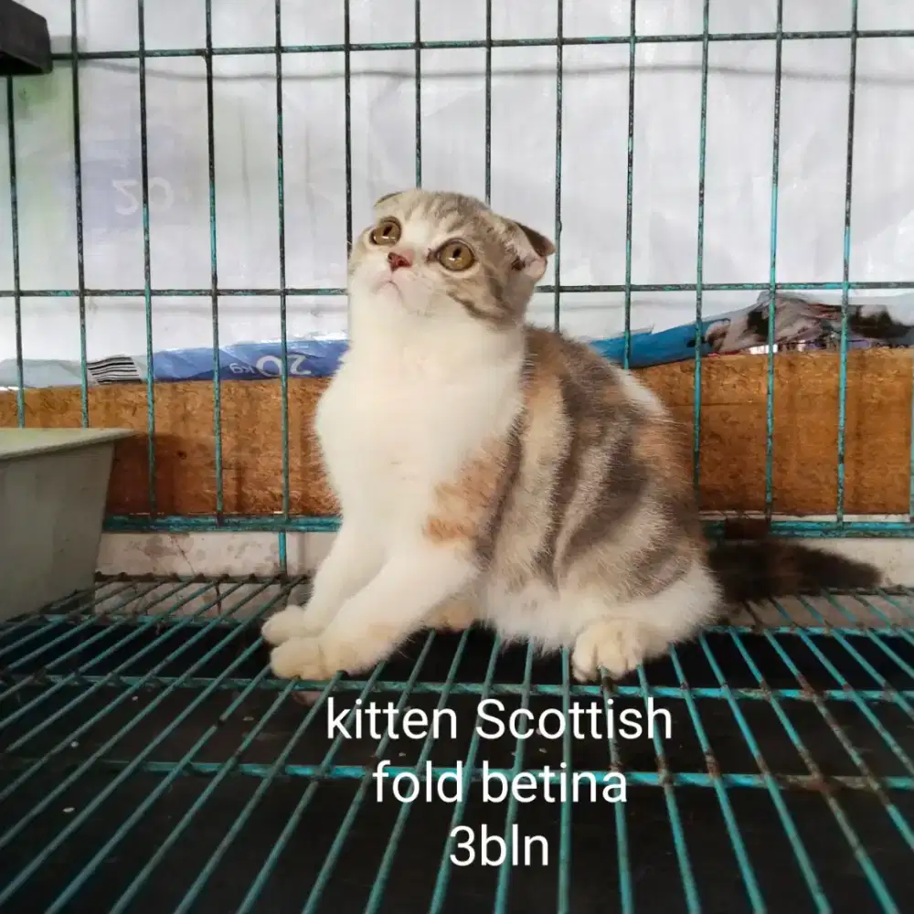 Kitten scotishfold betina