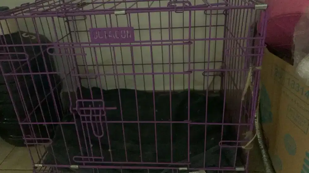 Dijual Annabul Peaknose 2 ekor dan Persia 1 ekor