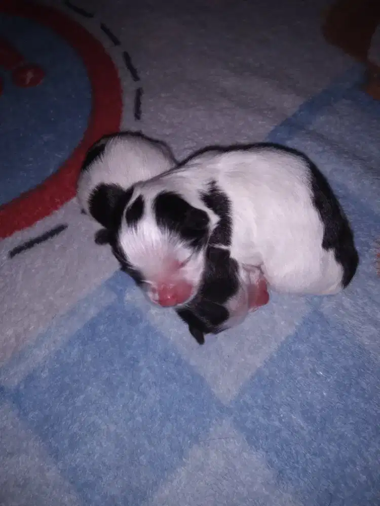 Anjing Minipom Panda