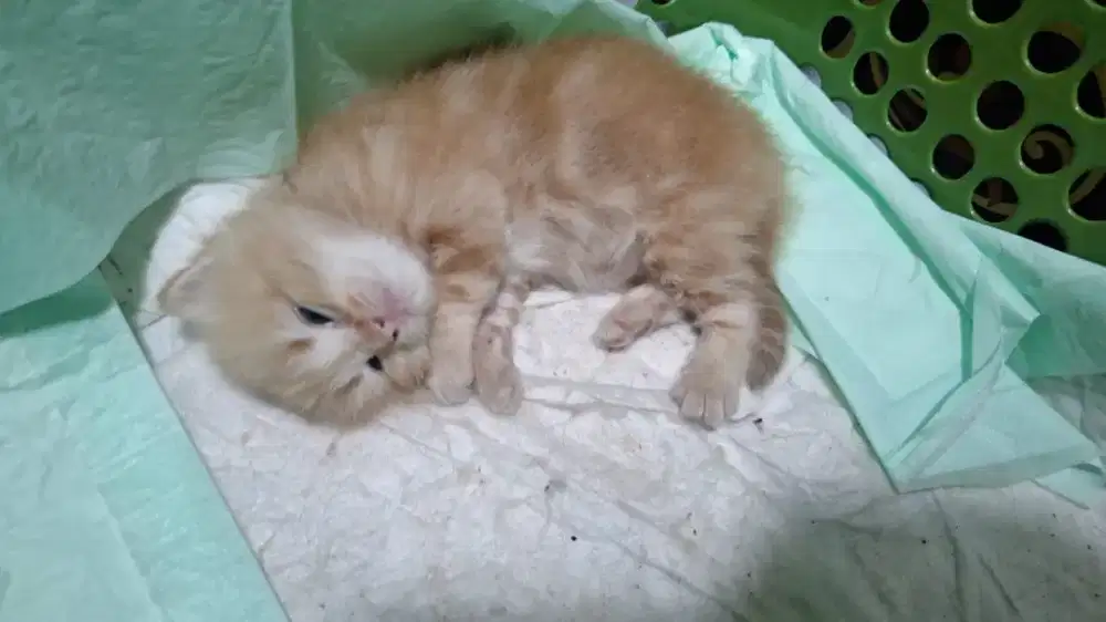 Saya mencari pekerjaan siap momong anak