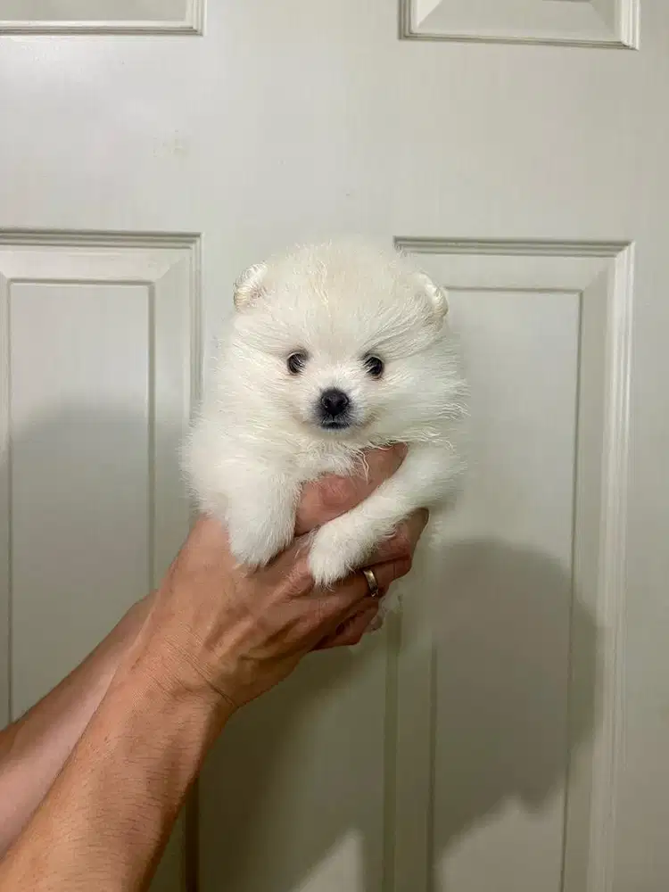 Super minipom betina white