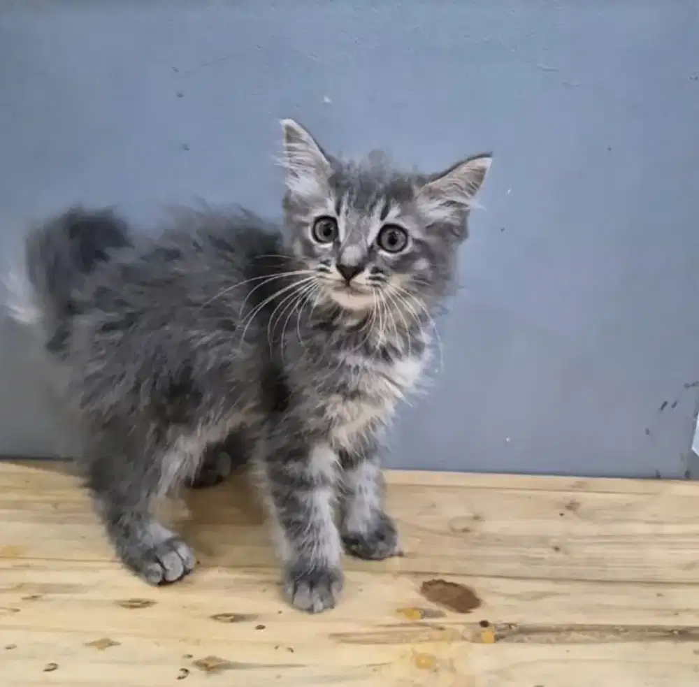 Kucing Persia Betina 2 Bulan