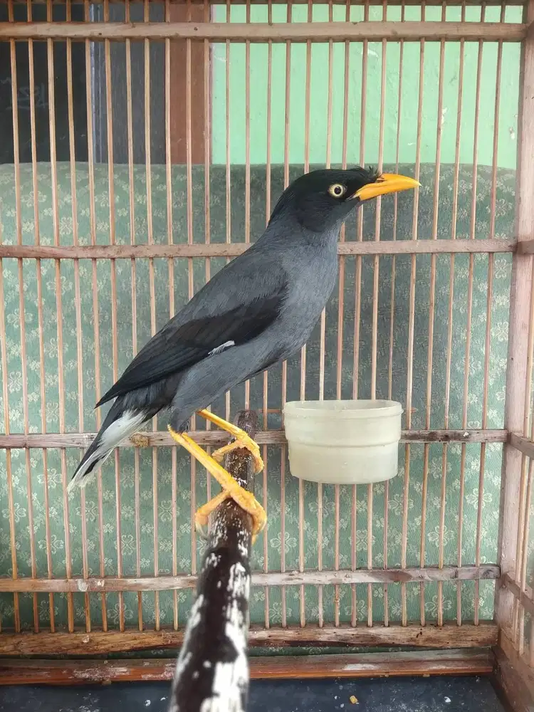 Burung Jalak kebo joss