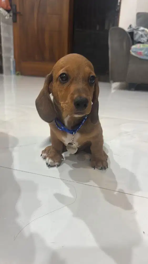 Open Adopt Pure Tekel free kalung