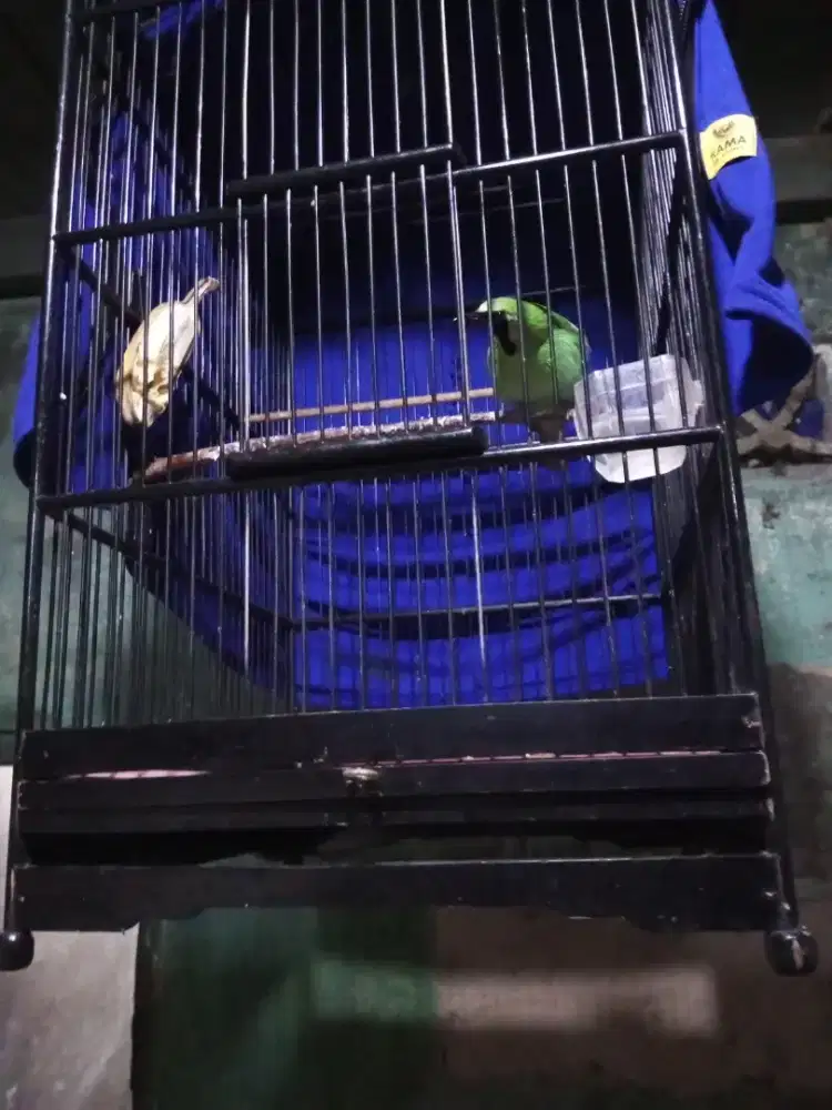 Jual burja hyper nominasi siap lanjut utak Atik body M