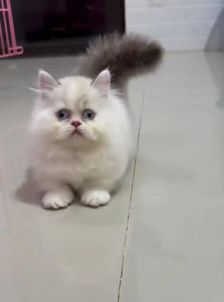 Munchkin ragdoll betina
