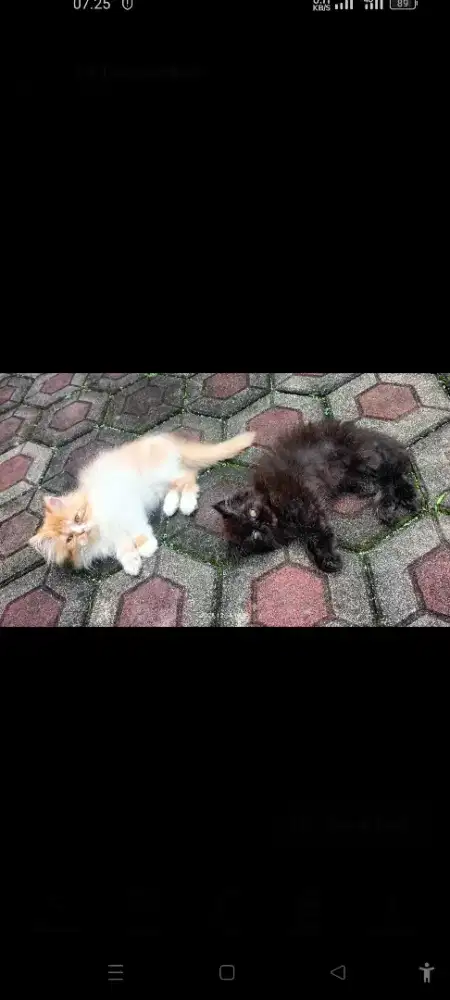 Kitten Persian Peaknose & Flatnose (sepasang)