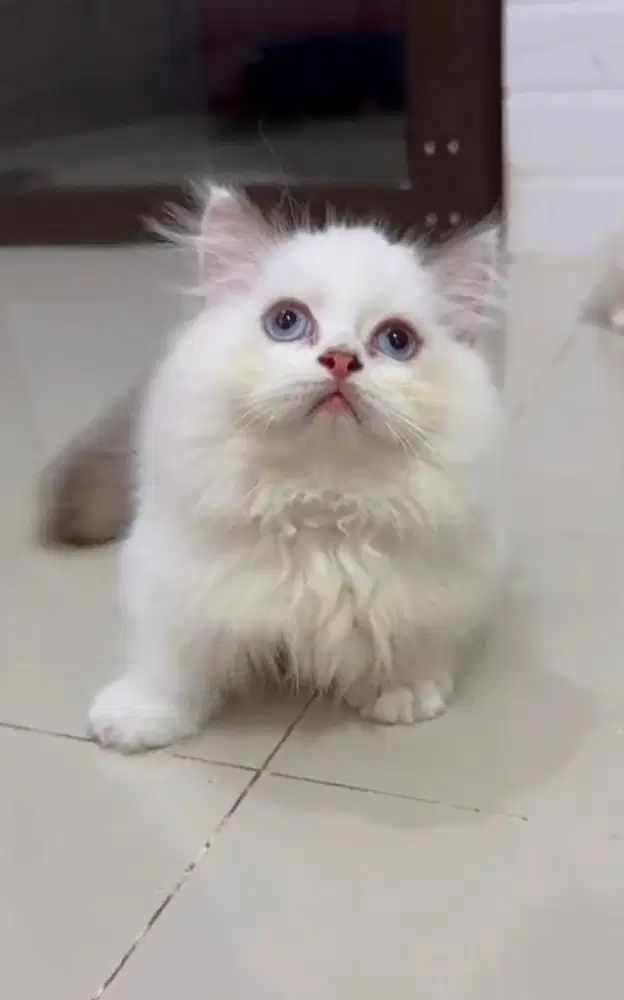 Munchkin ragdoll jantan