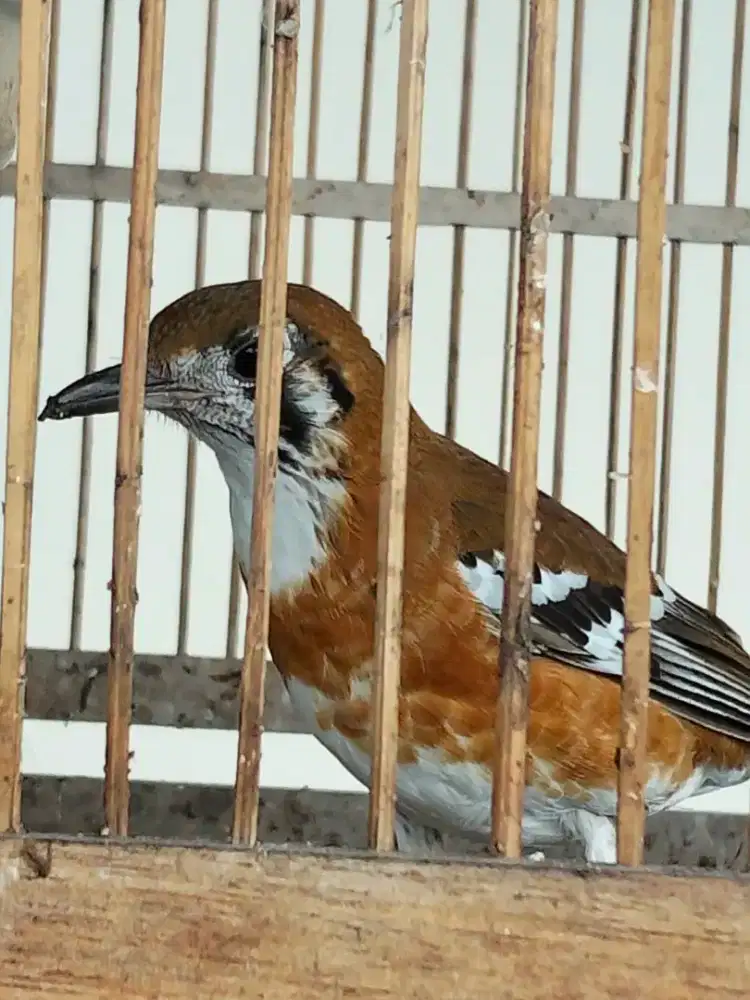 Anis Cendana  bisa TT