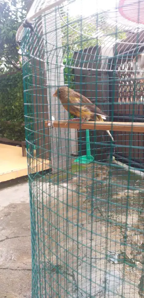 Kenari Lopers Jantan (PAUD)