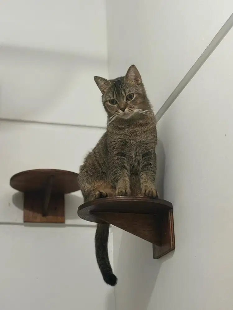 Scottish straight kitten