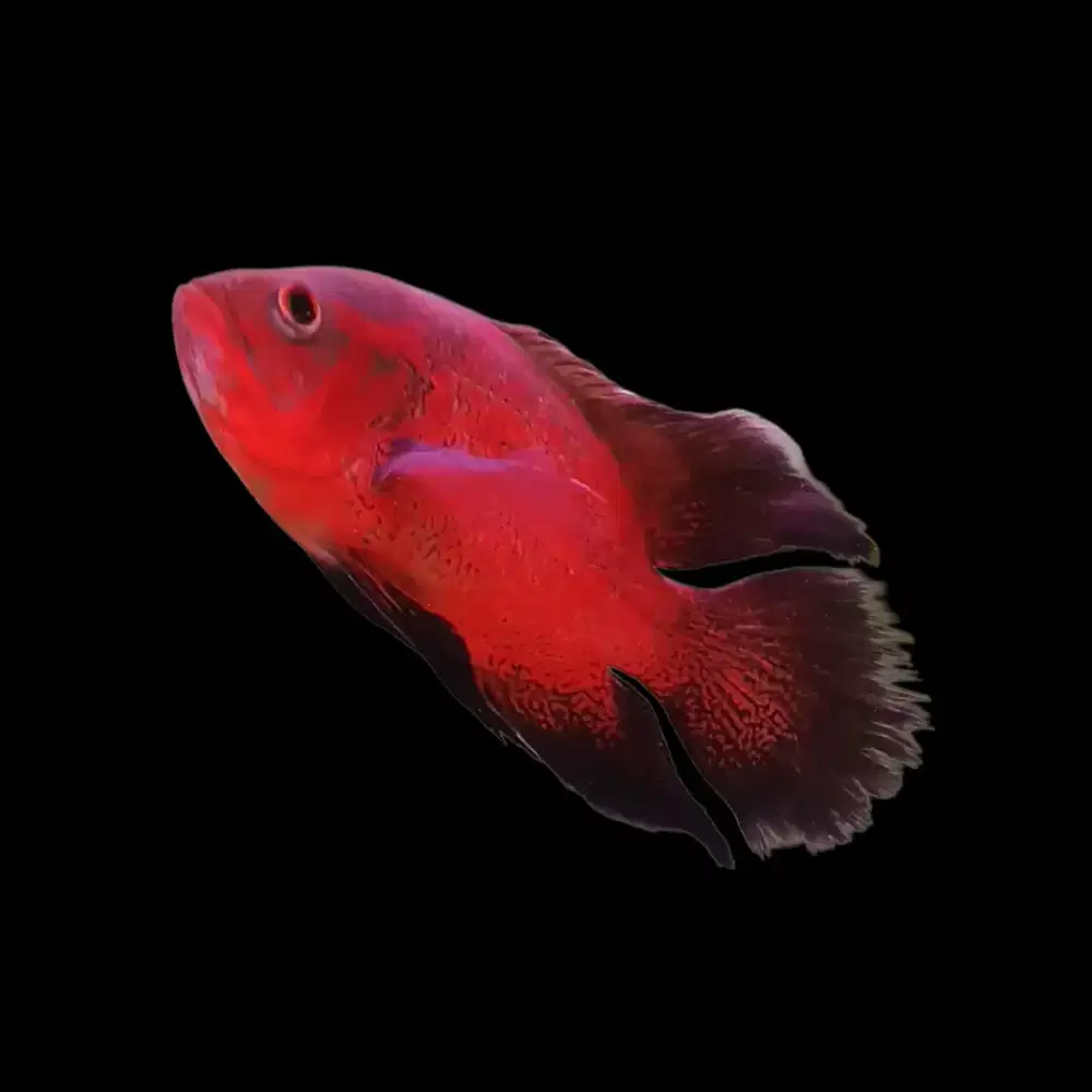 Oscar Tembaga Slayer Red Murah (Rare Item)