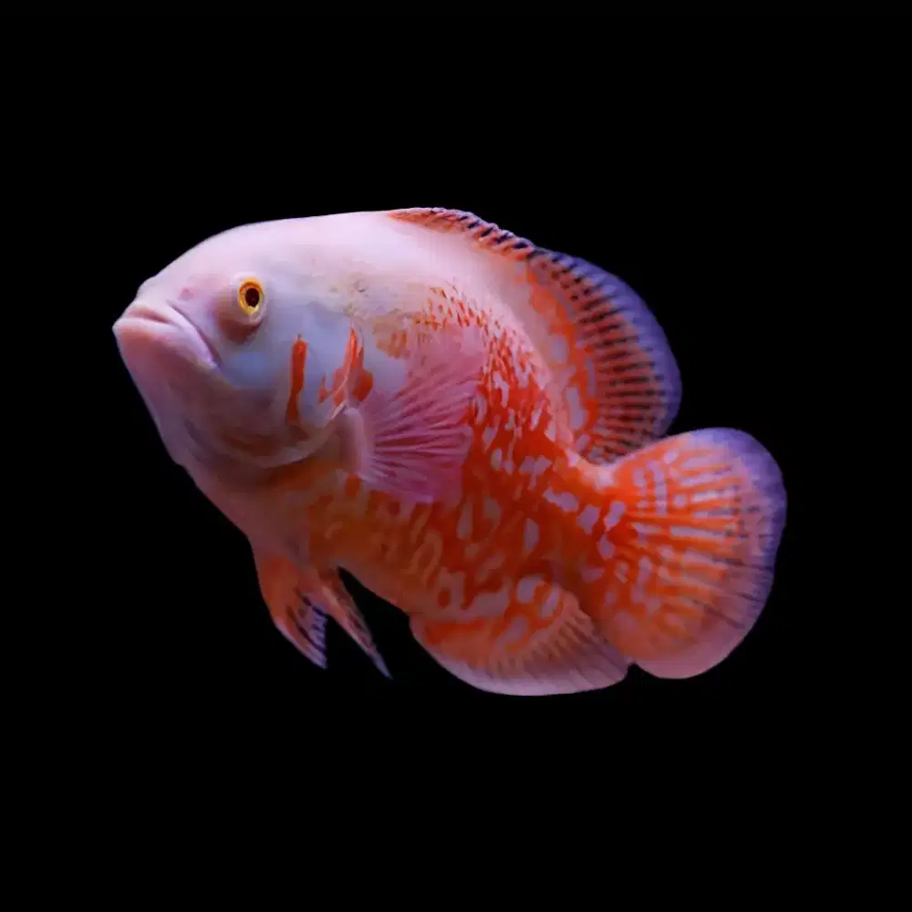 Oscar Nemo Import / Oscar Albino Size Besar Murah