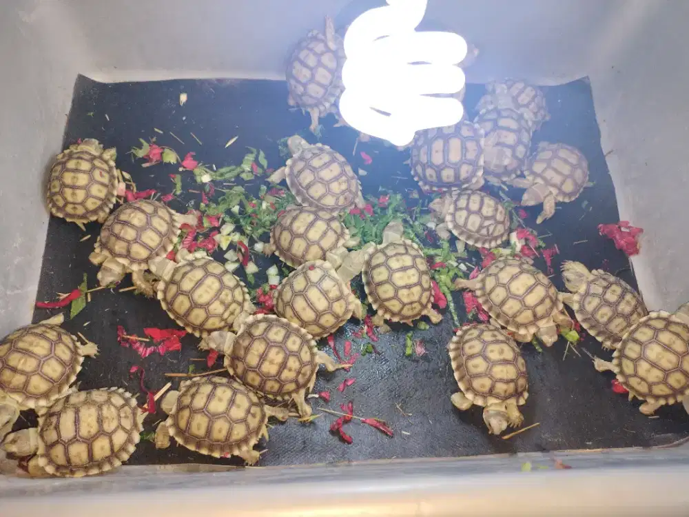 Baby sulcata sehat
