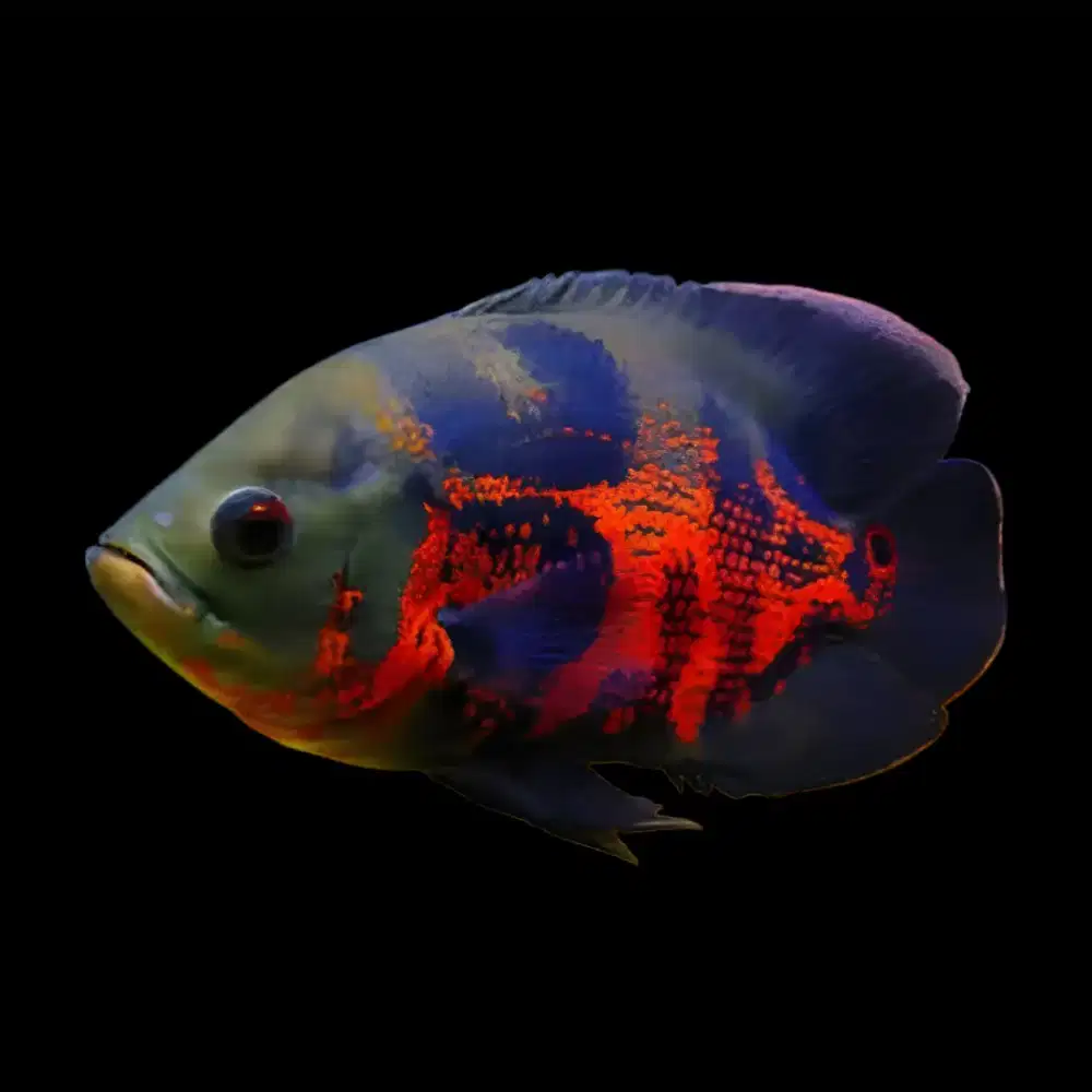 Oscar Black Tiger Jumbo Murah