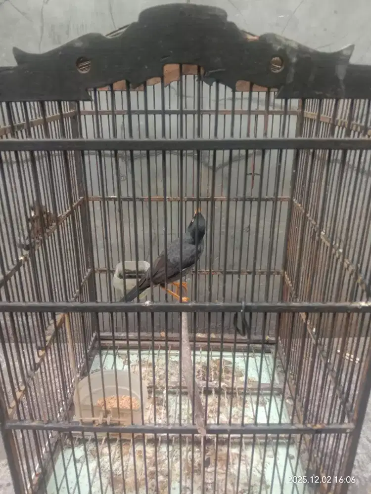 Jalak Kebo Bunyi Rajin Manggut2