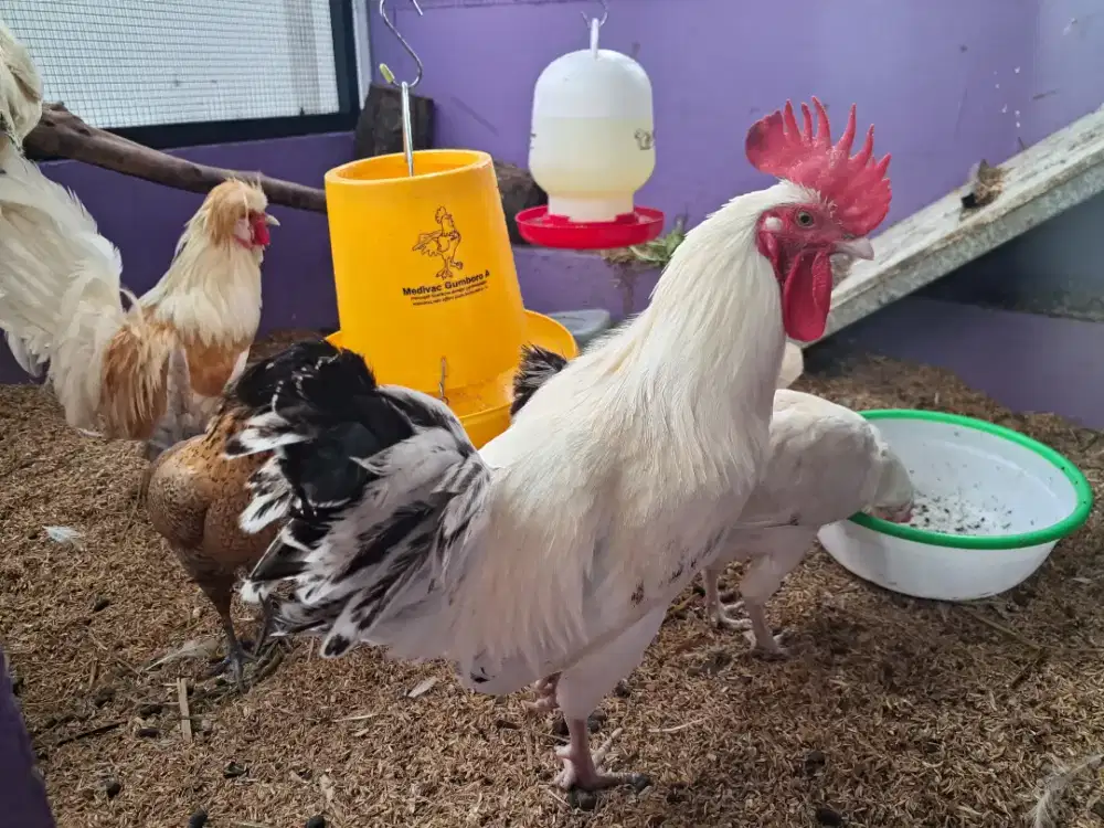 Ayam Arab [KVG Farm]