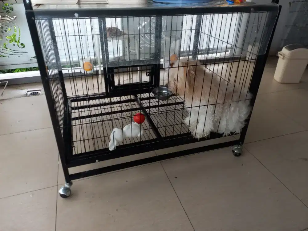 Anjing maltipo 1tahun