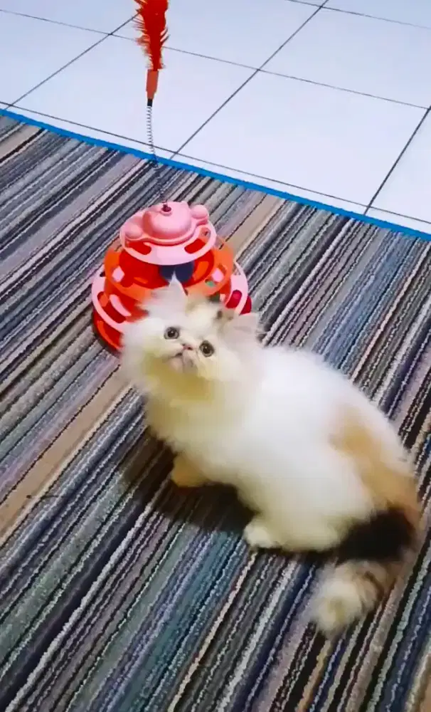 Kucing Persia Peaknose Calico