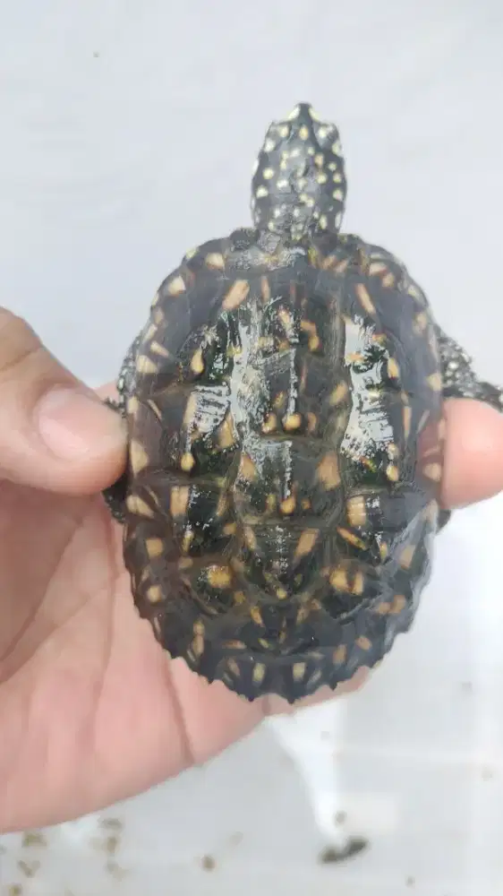 Hamiltoni 8cm up cakep