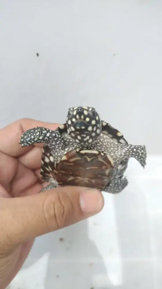 Hamiltoni 8cm up cakep