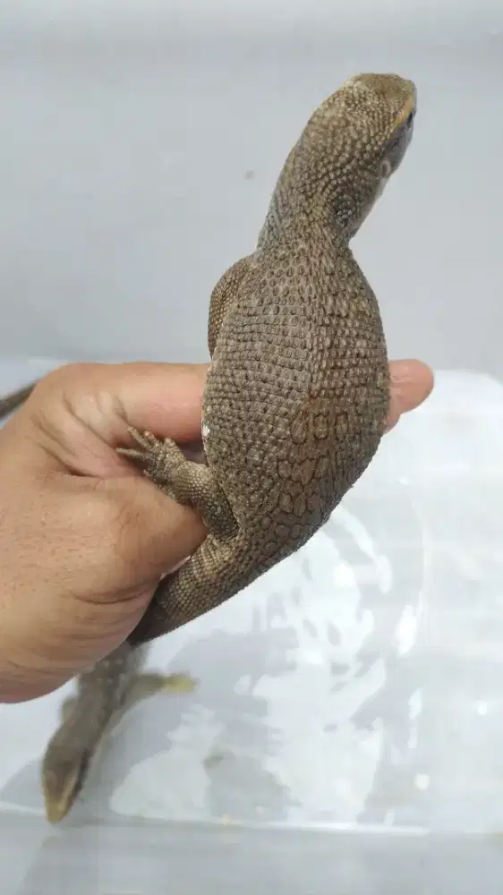 Savmon (Savana monitor)