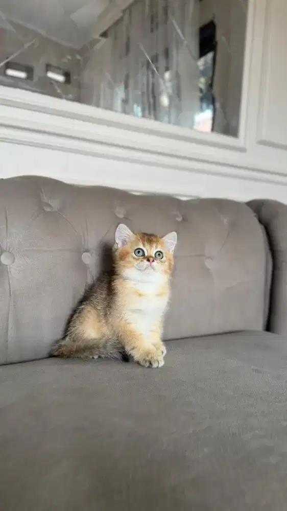 british shorthair jantan kitten golden anak import