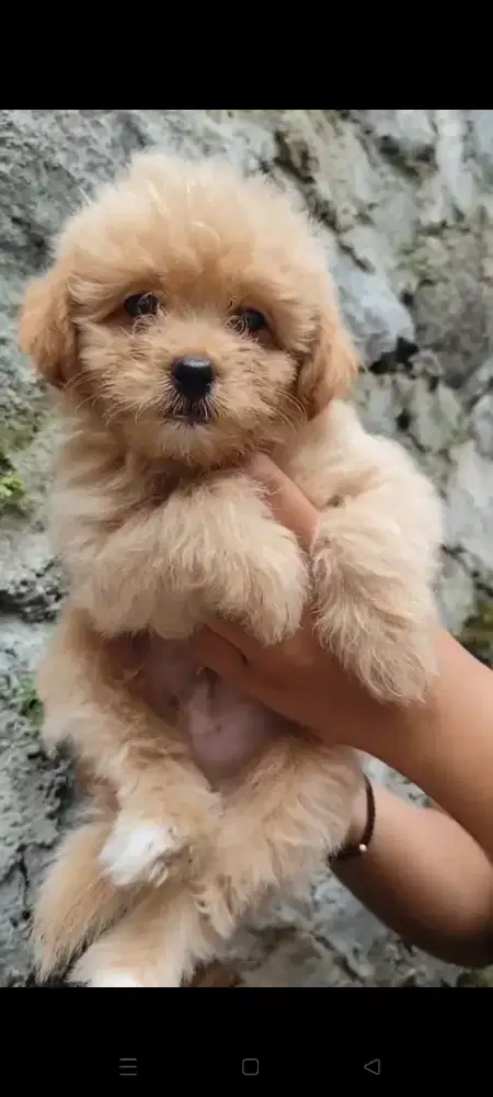 poodle mix pom / pompoo