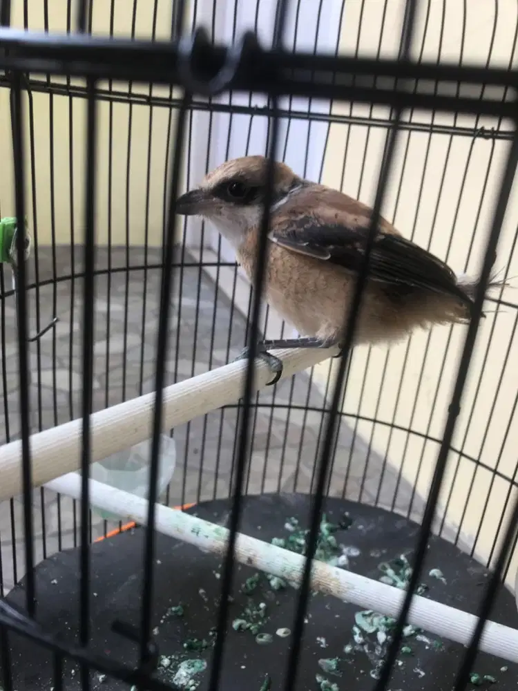 PENTET / CENDET PASTOL BURJA