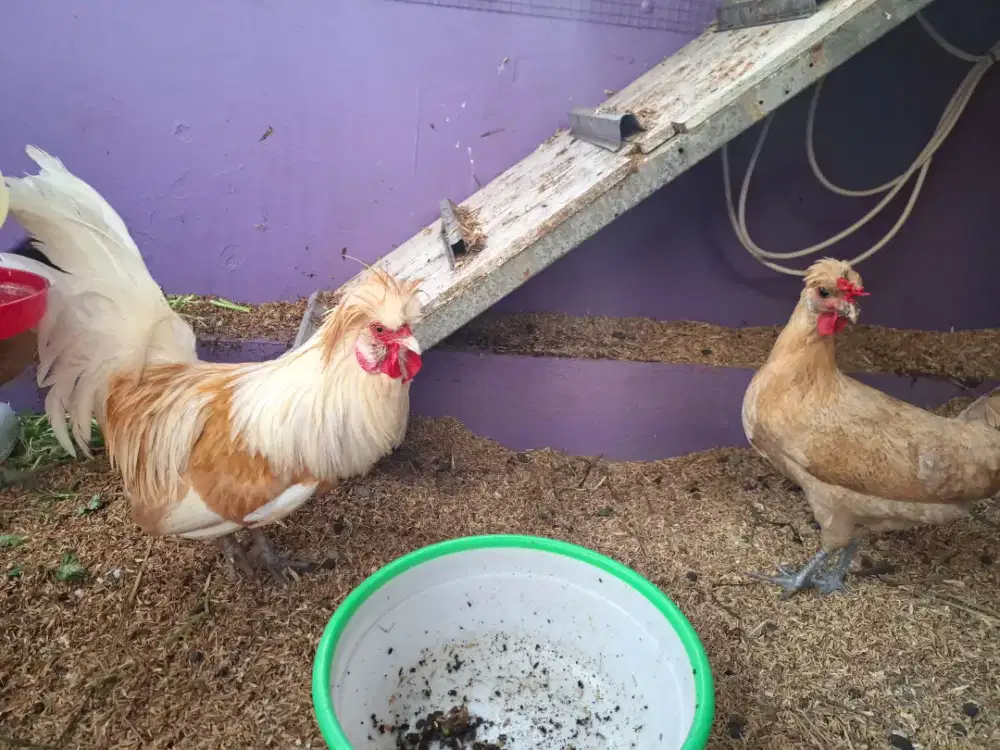 Ayam Poland [KVG Farm]