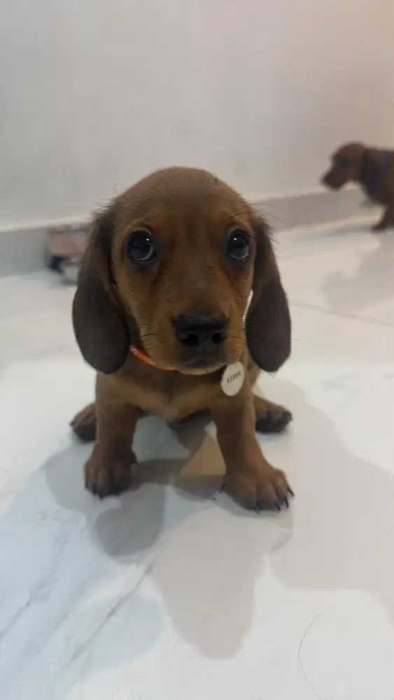 Open Adopt Pure tekel stambum