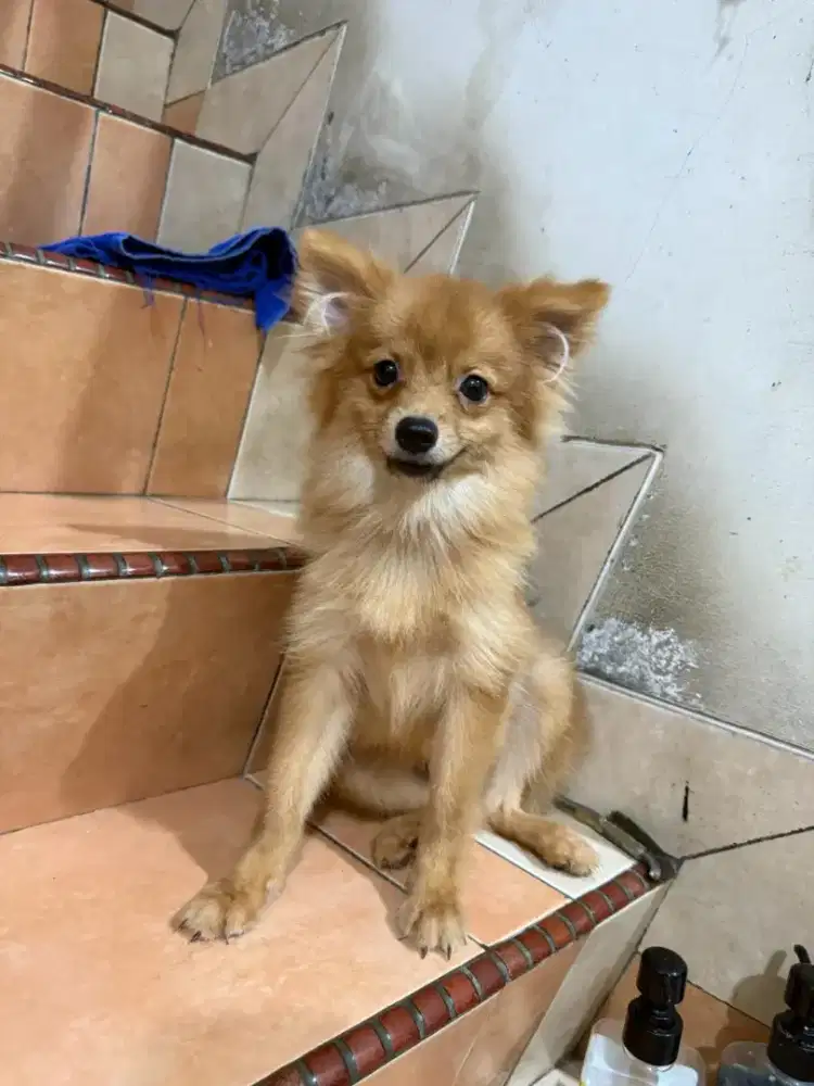 Jual cepat!! Anjing pom murah 550rb aj, cowo