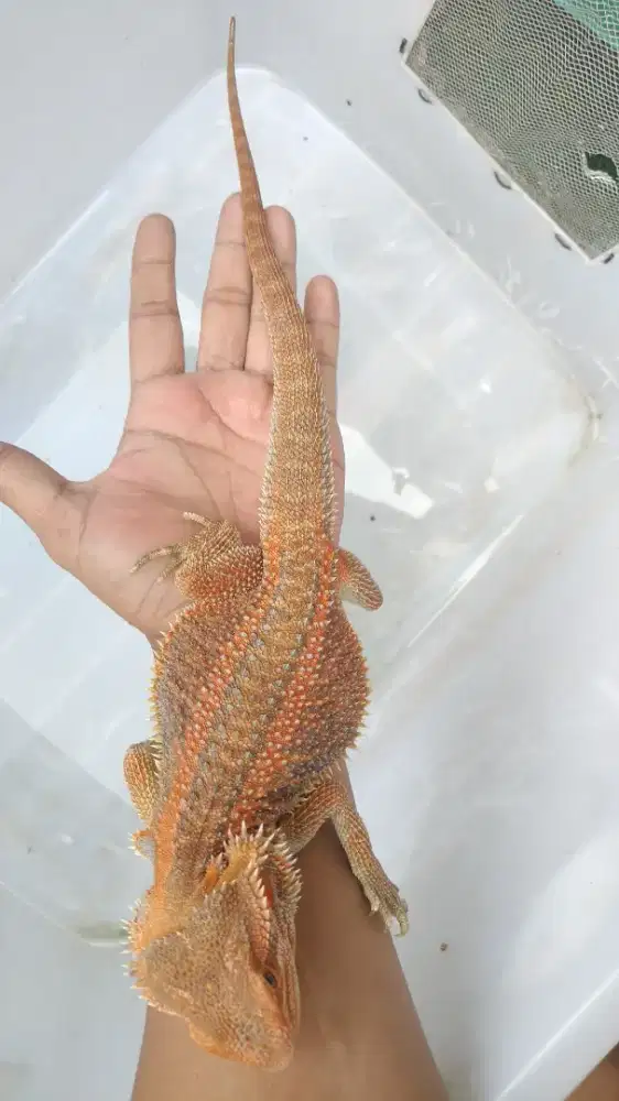 BD trans haypo cerah