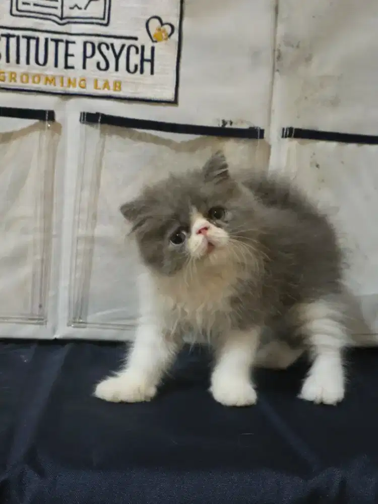 Kitten peaknose persian