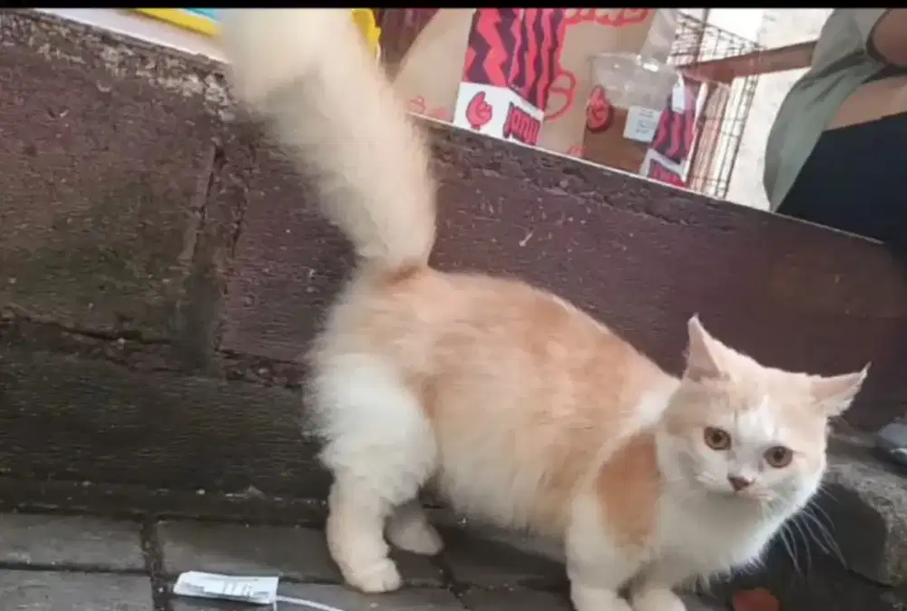 Munchkin oyen proven