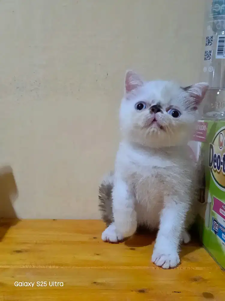 Kitten peaknose exotic shorthair