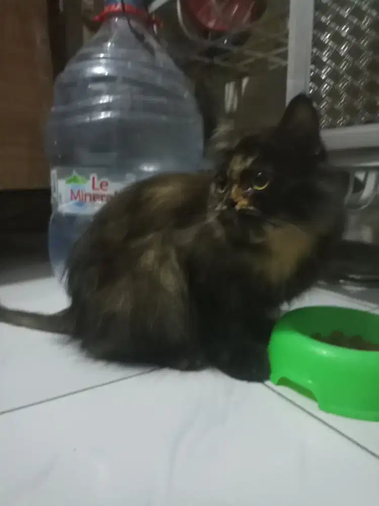 Kucing flatnose