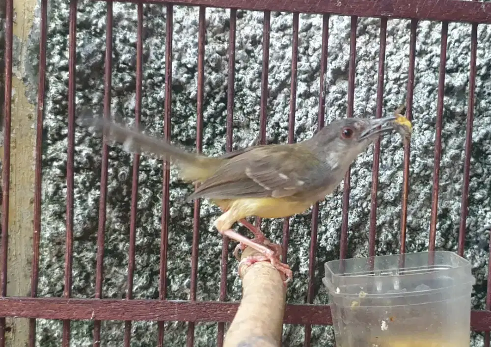 Ciblek semi jantan mulai rajin tapi malu