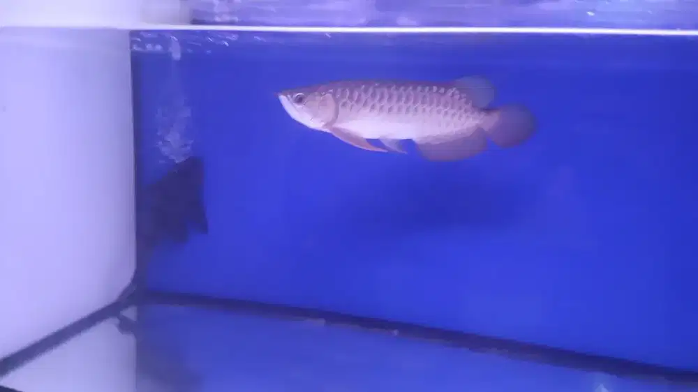 Ikan arwana Golden red