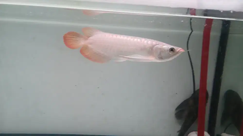 Ikan arwana super red 23 cm