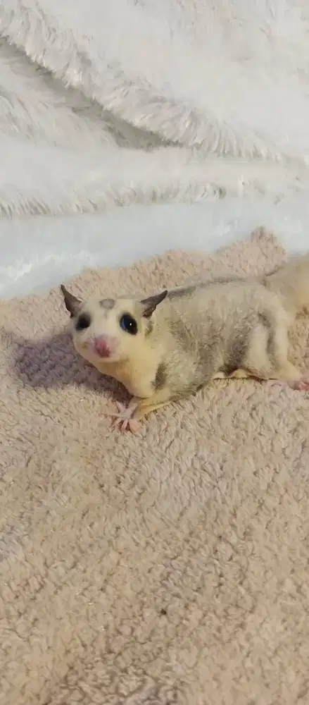 Sugar Glider Classic Grey Mozaic Ceamino dan Leucistic Murah