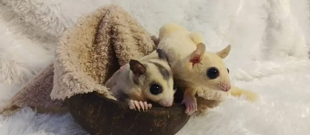 Sugar Glider Classic Grey Mozaic Ceamino dan Leucistic Murah