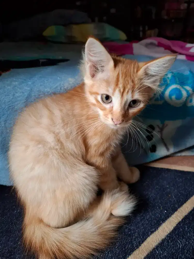 Kitten kucing warna coklat