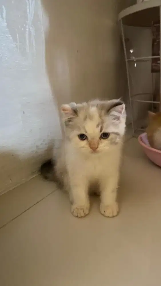 lepas adopsi kucing banjarmasin