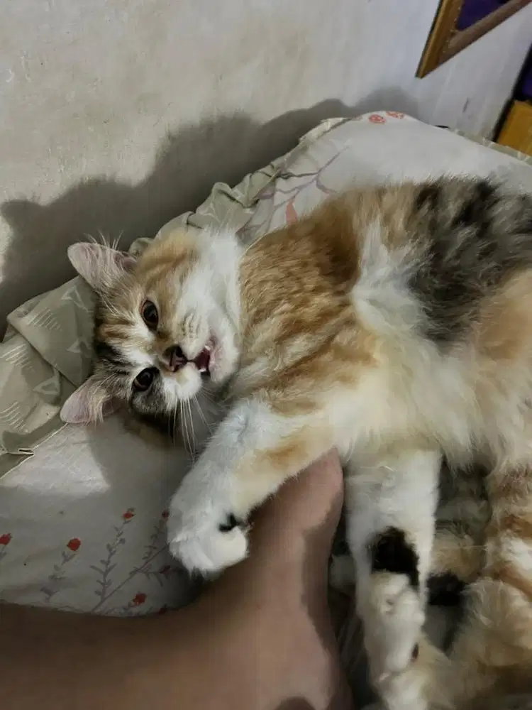 Open Adopt Kucing Persia