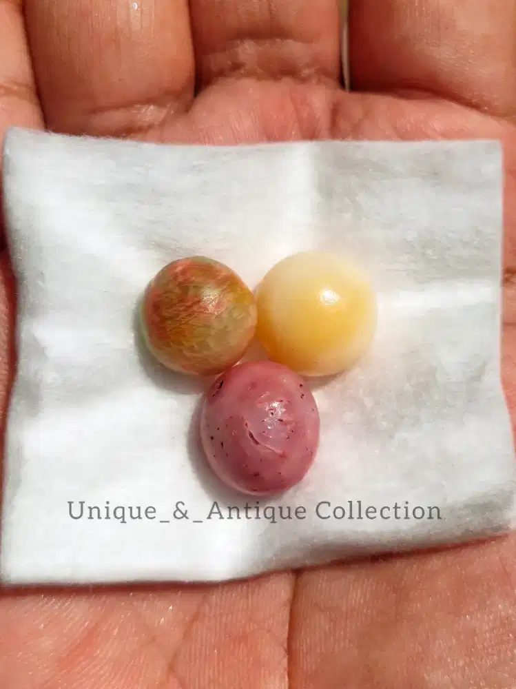 Mutiara Alam Tiram Berduri Spondylus Laut Mustika Kerang Clam Langka