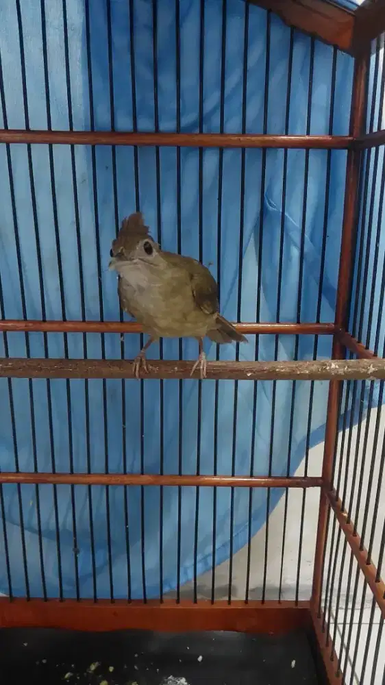 Kapas tembak ( katem )