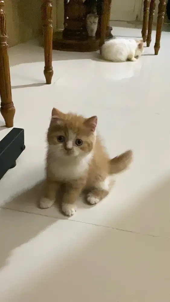 lepas adopsi kucing banjarmasin