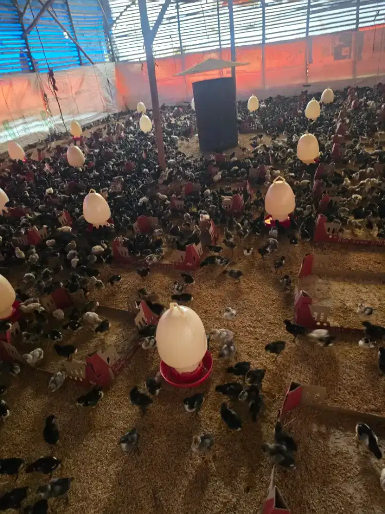 Anak buah kandang atau operator kandang